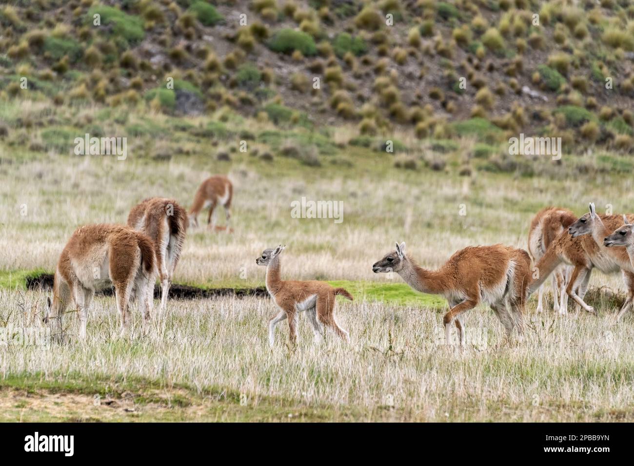 Herd of guanacos (Lama guanicoe) with mother and chulengo, Chacabuco Valley, Patagonia Stock Photo