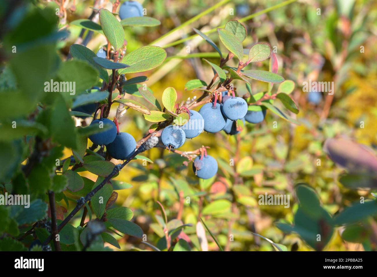 Fresh summer wild blueberries hi-res stock photography and images - Alamy