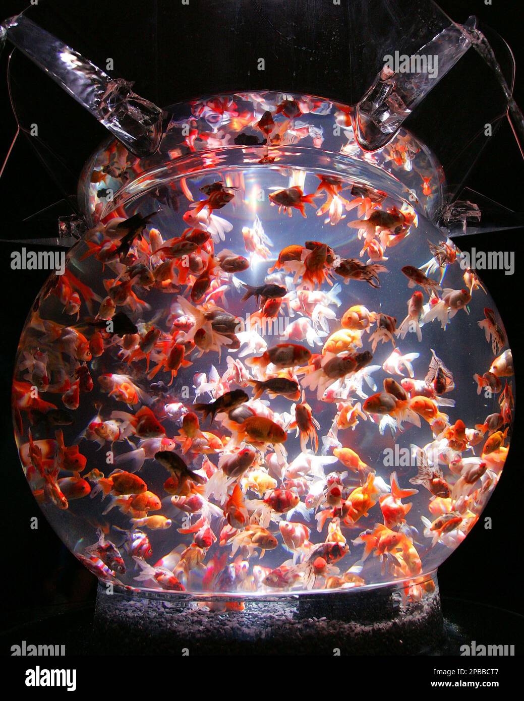 A closer look at Goldfish Adaptability In Rock Tower Aquariums