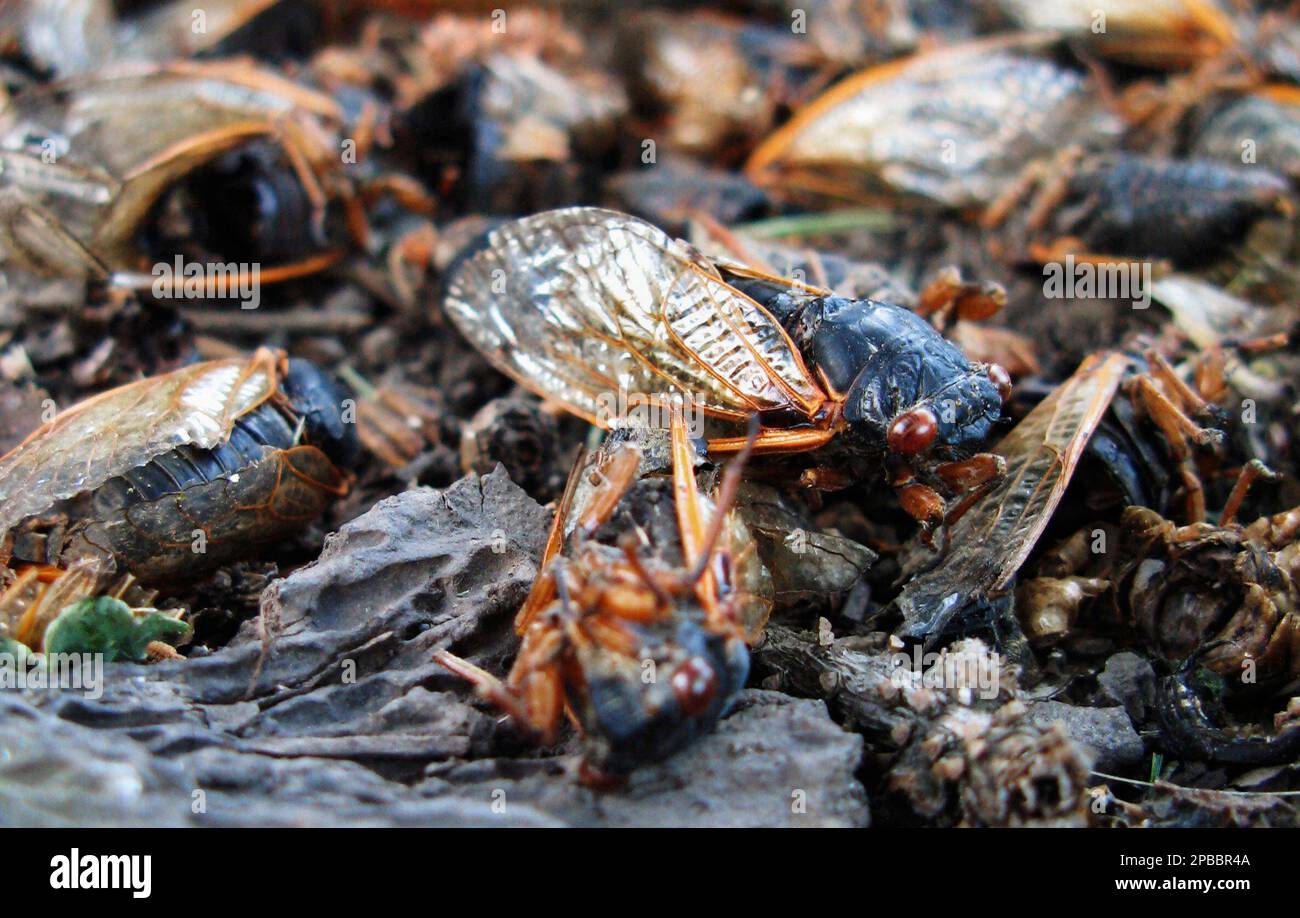 Cicada carcasses are seen at the base of a tree in Elmhurst, Ill