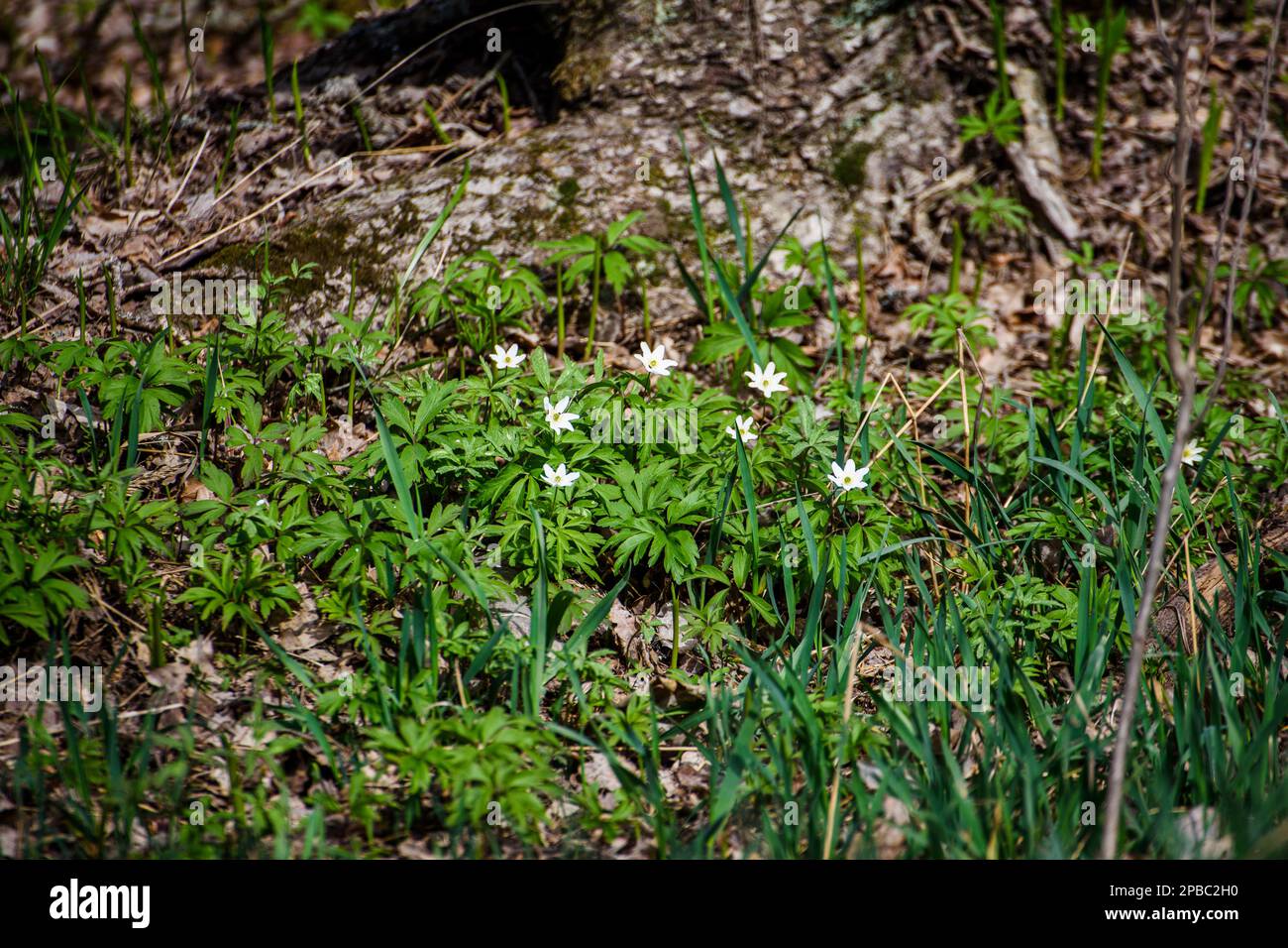 Anemonoides nemorosa (syn. Anemone nemorosa), the wood anemone, is an ...