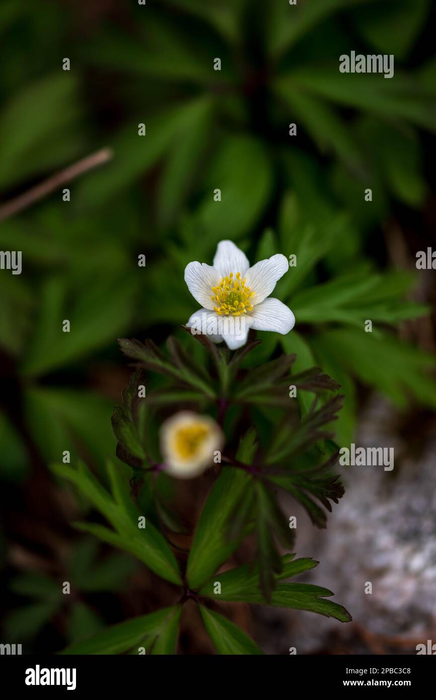 Anemonoides nemorosa (syn. Anemone nemorosa), the wood anemone, is an early-spring flowering plant in the buttercup family Ranunculaceae, native to Eu Stock Photo