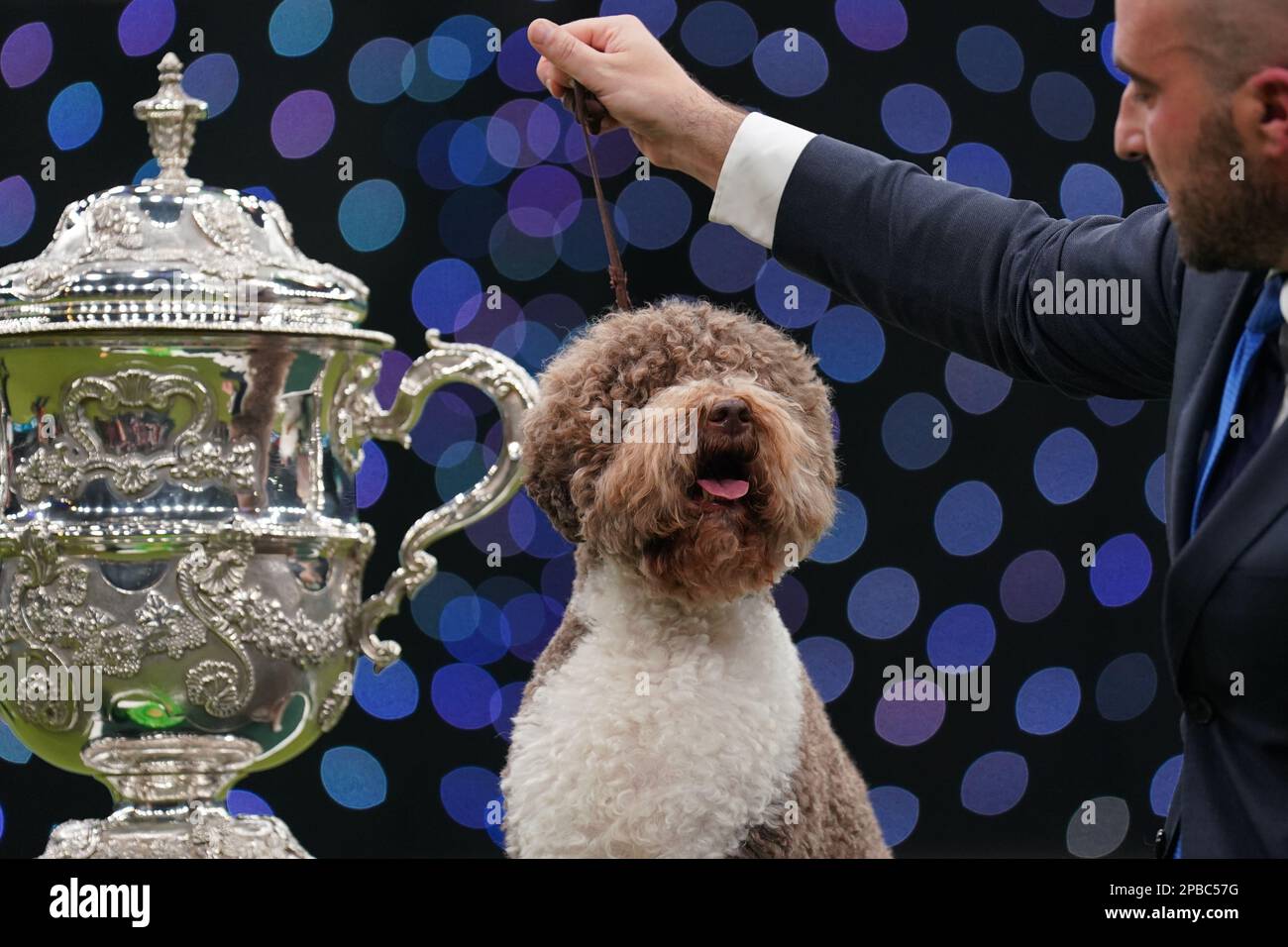 Orca the Lagotto Romagnolo with handler Javier Gonzalez Mendikote who