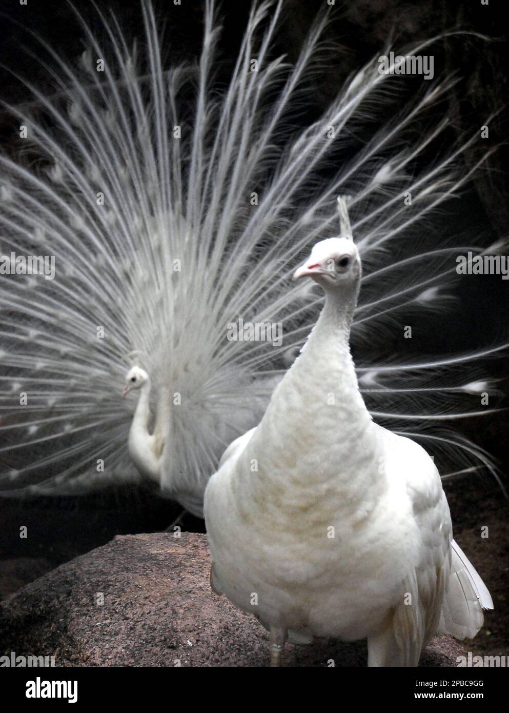 White Peacock Feathers Background