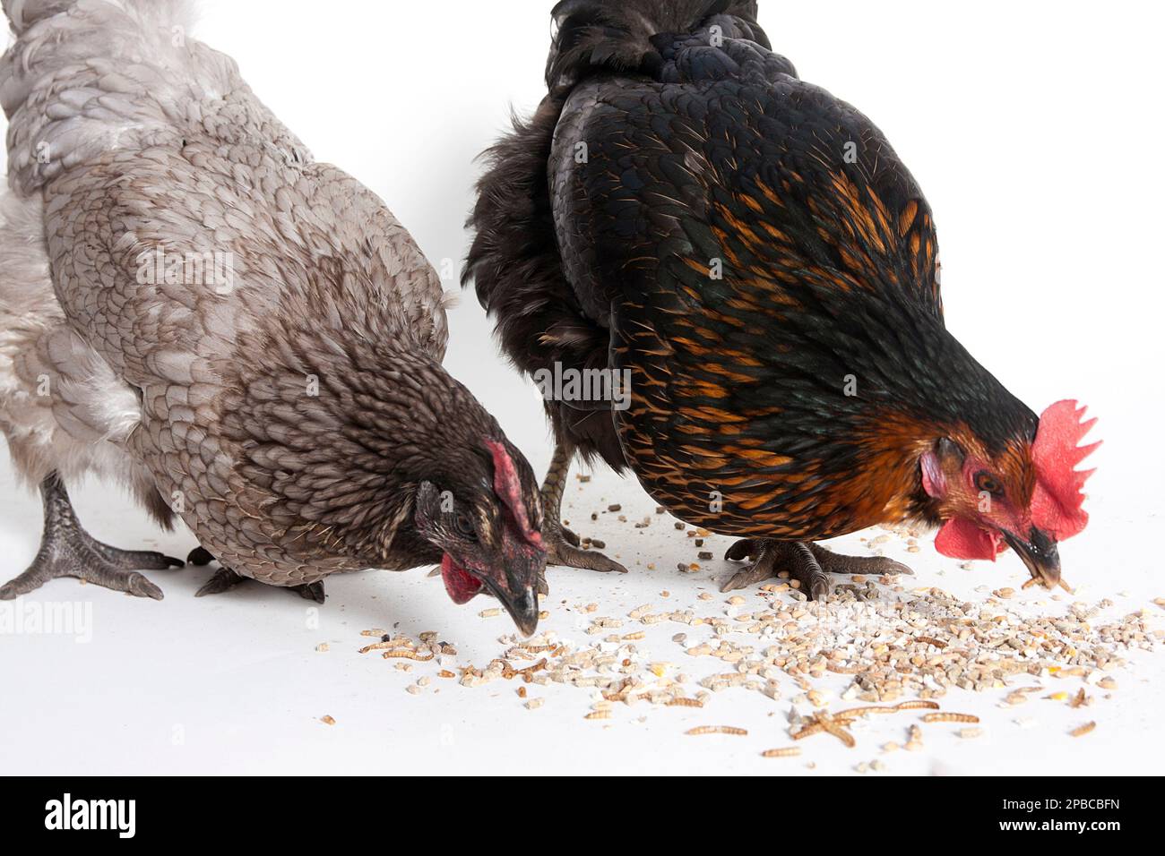 Black Rock & Blue hens eating grit and mealworms Stock Photo Alamy