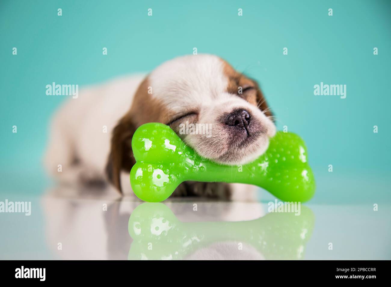 Dog sleeps with a rubber bone Stock Photo Alamy