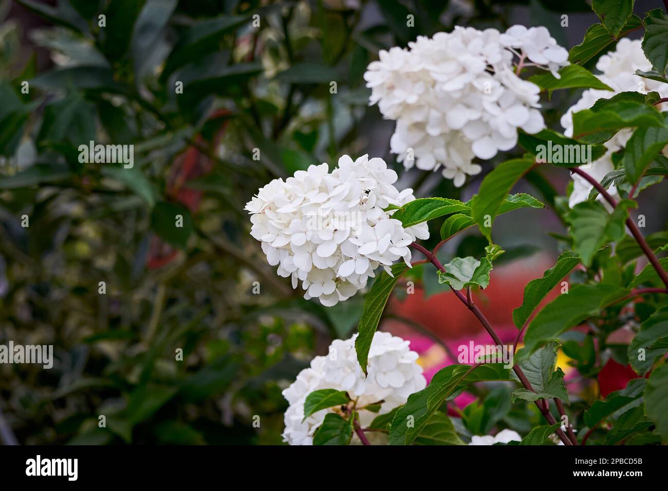 Hydrangea paniculata 'Limelight' flowering plant Stock Photo