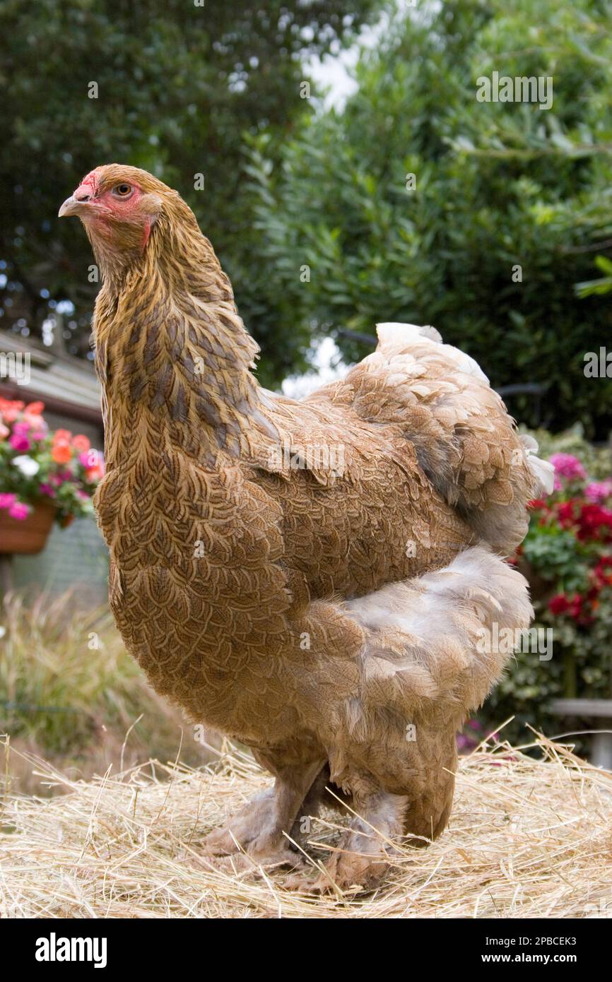 female Gold Brahma hen from Asia Stock Photo Alamy
