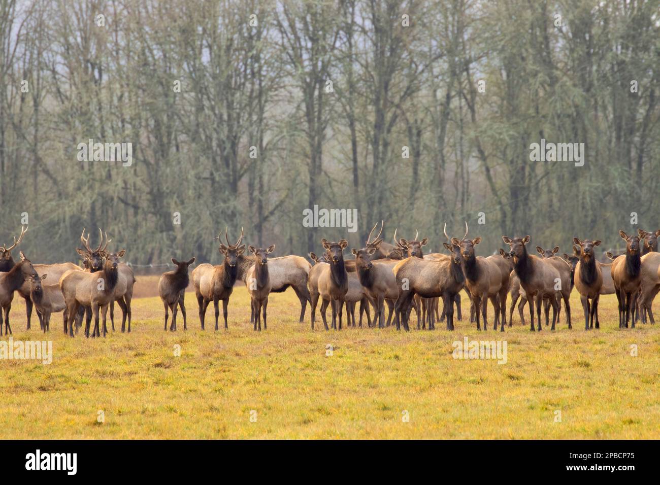 Roosevelt elk, William Finley National Wildlife Refuge, Oregon Stock Photo