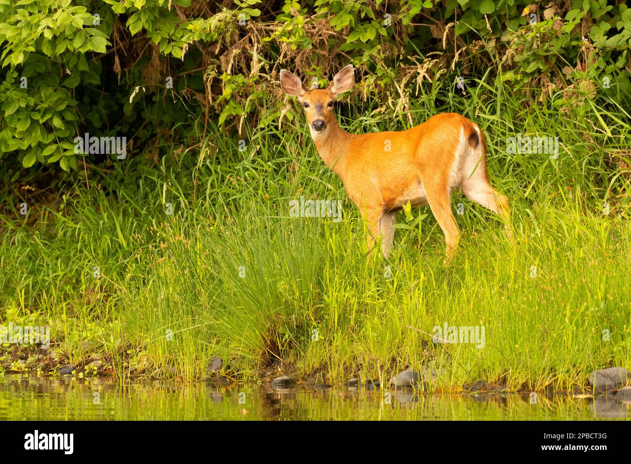 Blacktailed deer (Odocoileus hemionus), Willamette Greenway, Oregon