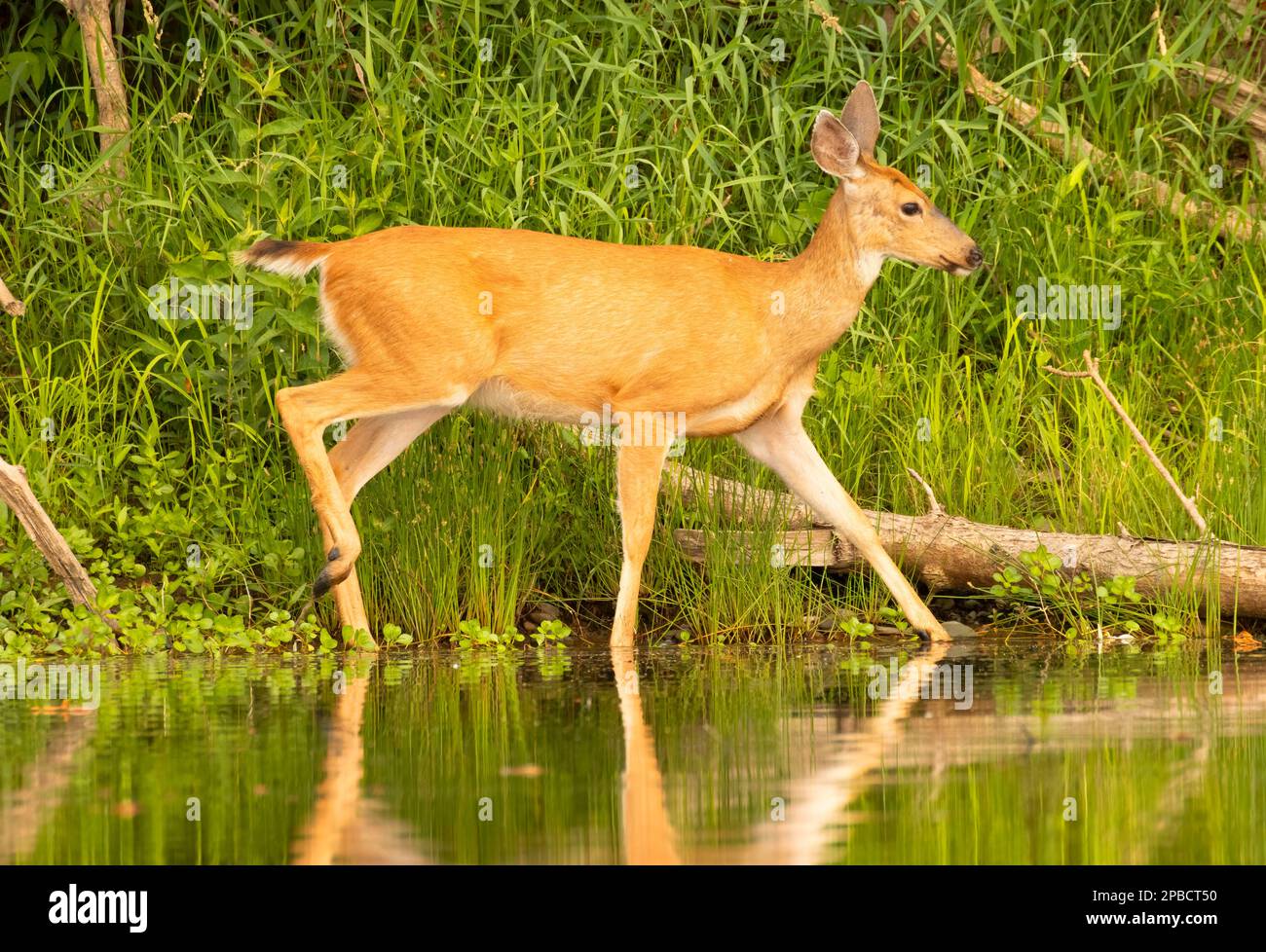 Blacktailed deer (Odocoileus hemionus), Willamette Greenway, Oregon