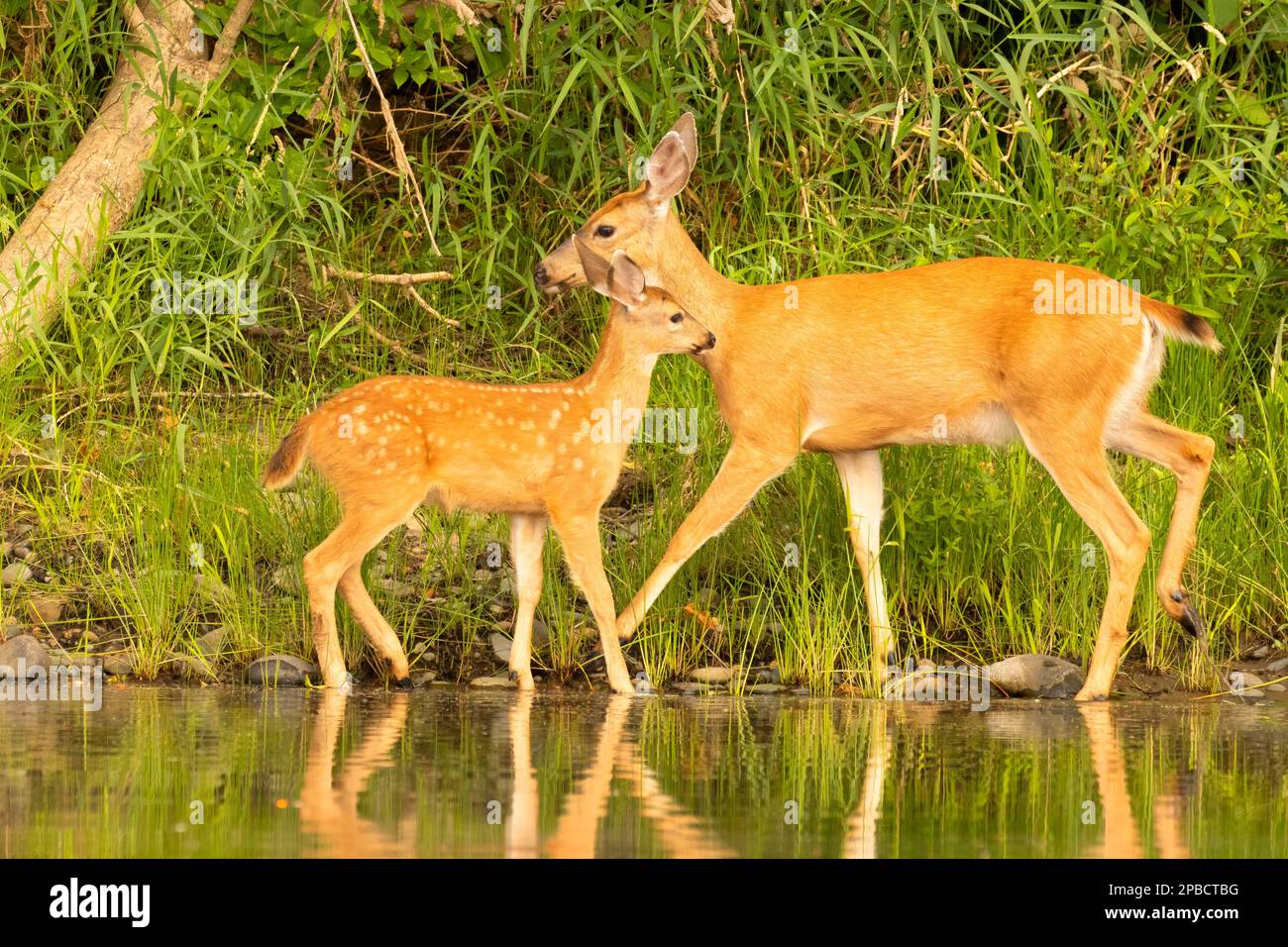 Blacktailed deer (Odocoileus hemionus) with fawn, Willamette Greenway