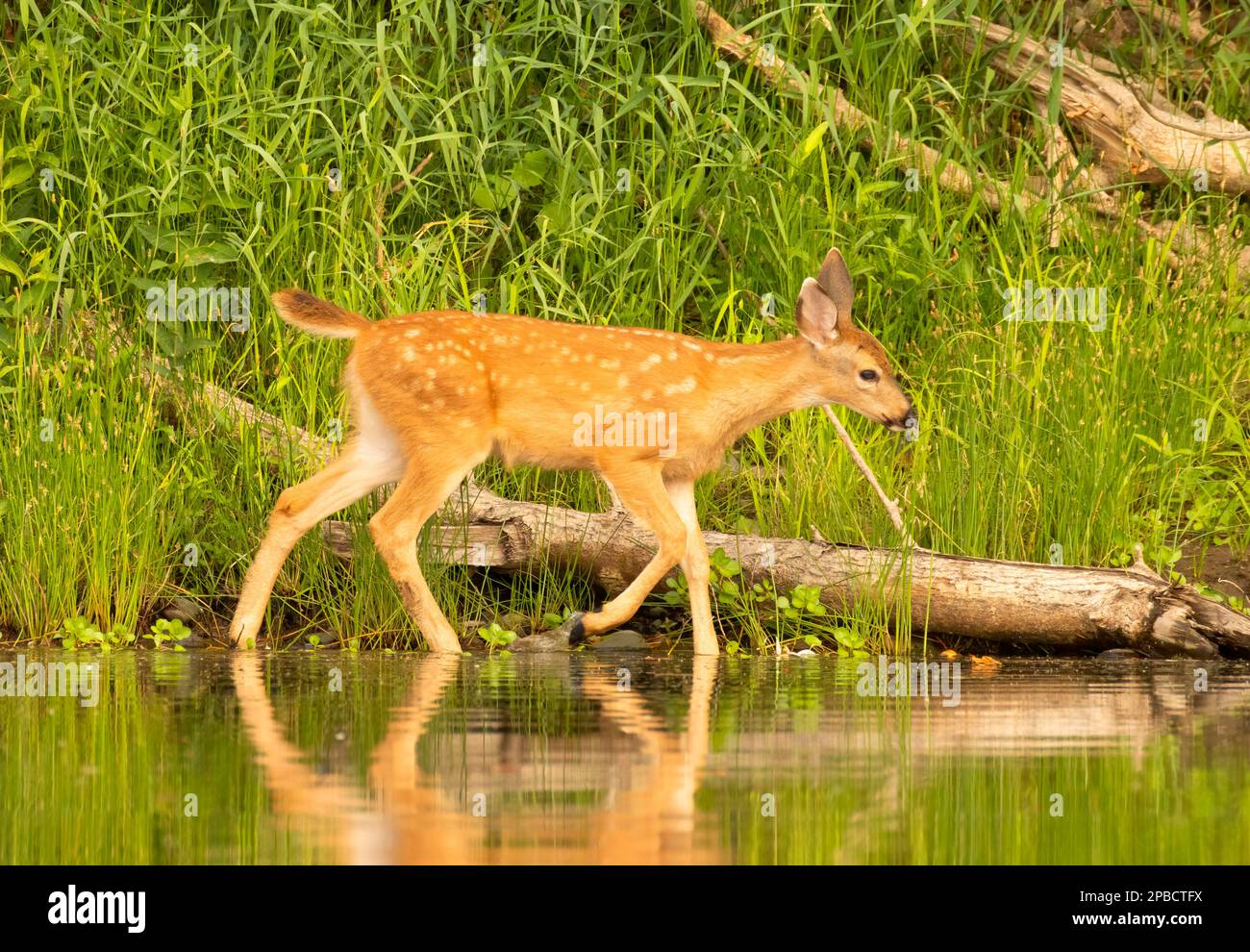 Blacktailed deer (Odocoileus hemionus) fawn, Willamette Greenway