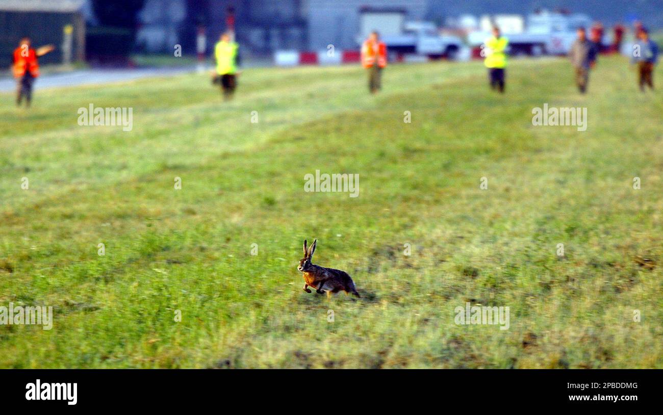 A hare runs next to Linate airport runway as it tries to escape during a  3-hour hunt that was carried out at the airport of Milan, Italy, in the  early hours of, image size:1300x814