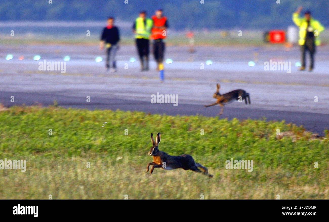 Two hares run on Linate airport runway as they try to escape during a  3-hour hunt that was carried out at the airport of Milan, Italy, in the  early hours of Sunday,, image size:1300x879