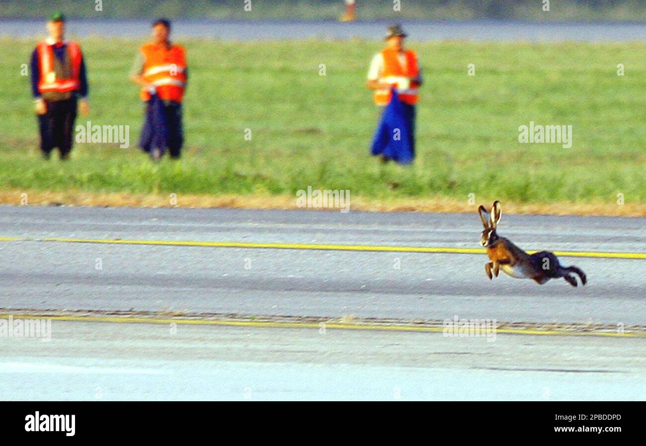 A hare runs on Linate airport runway as it tries to escape during a 3-hour  hunt that was carried out at the airport of Milan, Italy, in the early  hours of Sunday,, image size:1300x897