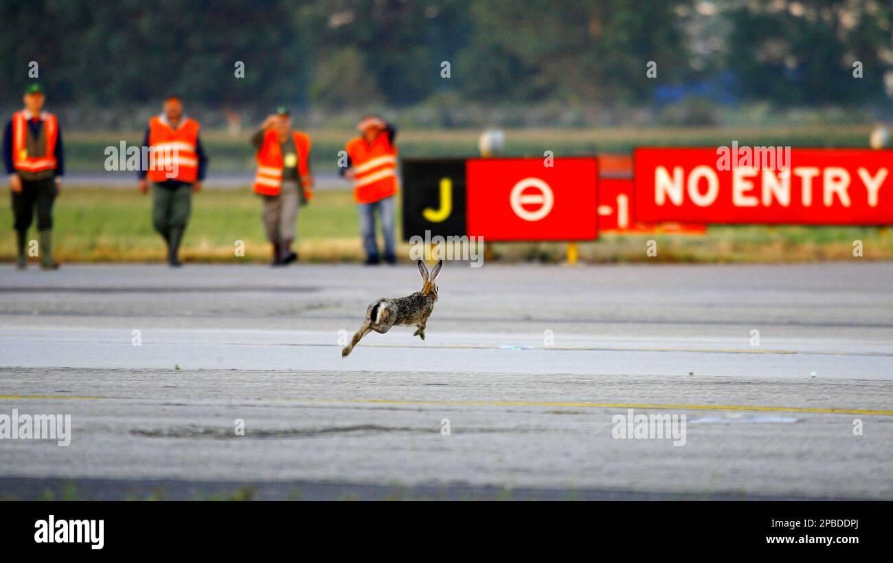 A hare runs on Linate airport runway as it tries to escape during a 3-hour  hunt that was carried out at the airport of Milan, Italy, in the early  hours of Sunday,, image size:1300x819