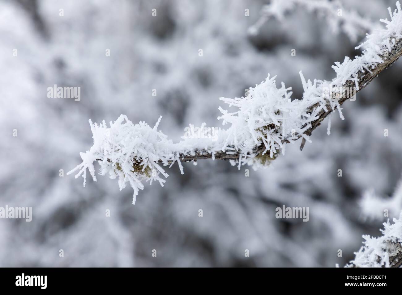 Hoar frost covers trees and forms feathery crystals in the humid Northern Minnesota air on Gunflint Lake near the Boundary Waters Canoe Area Wildernes Stock Photo