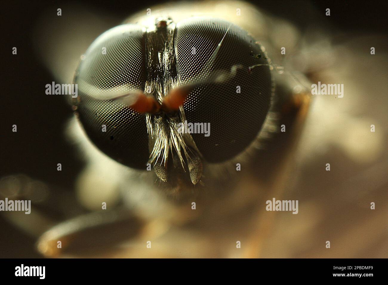 Macro images of flies eyes Stock Photo Alamy