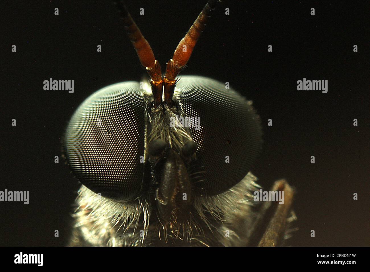 Macro images of flies eyes Stock Photo