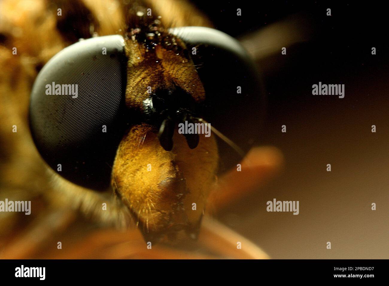 Macro images of flies eyes Stock Photo Alamy