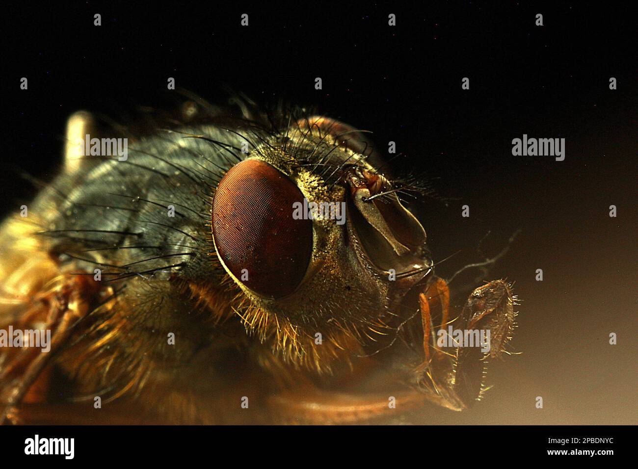 Macro images of flies eyes Stock Photo Alamy