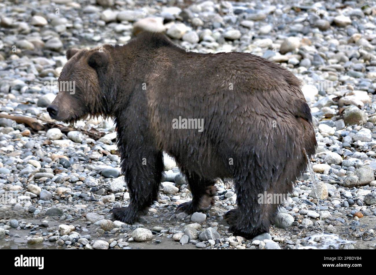 Female brown grizzled bear urinating, B.C Canada. Stock Photo