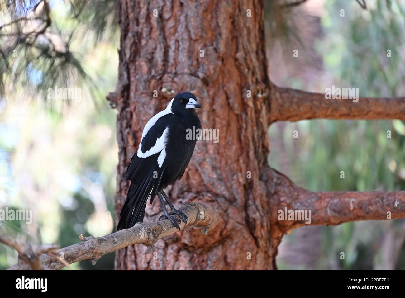 Male Australian magpie perched on a tree branch as it looks into the foreground, its head slightly turned Stock Photo