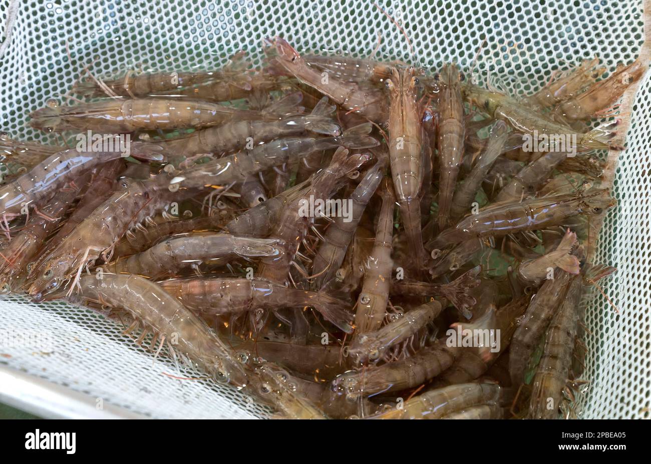 Live Gulf Coast Brown Shrimp  'Farfantepenaeus aztecus',  Texas, Stock Photo