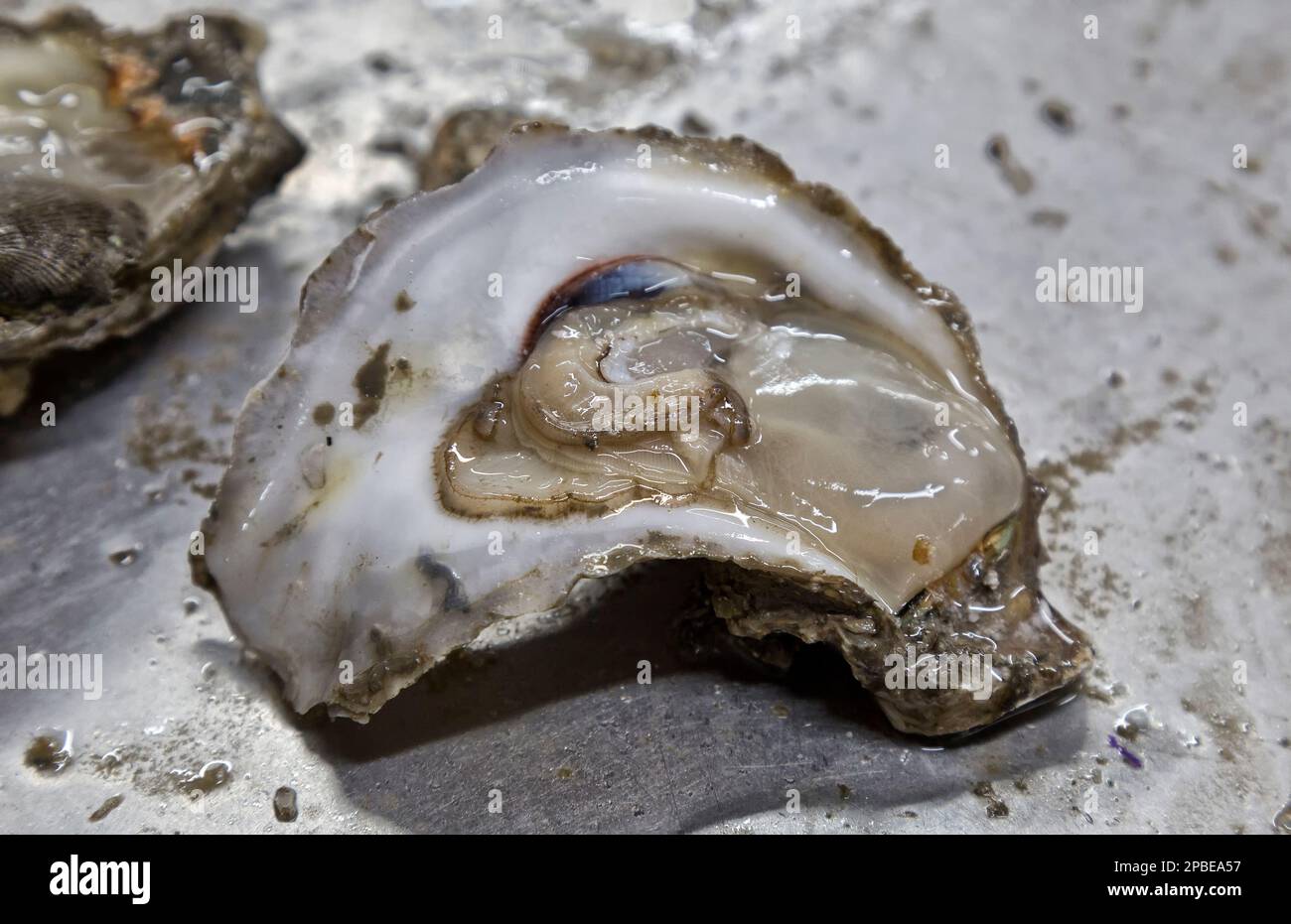 Oyster 'Crassostrea virginica' shucking, Gulf Coast, Texas,reef Stock