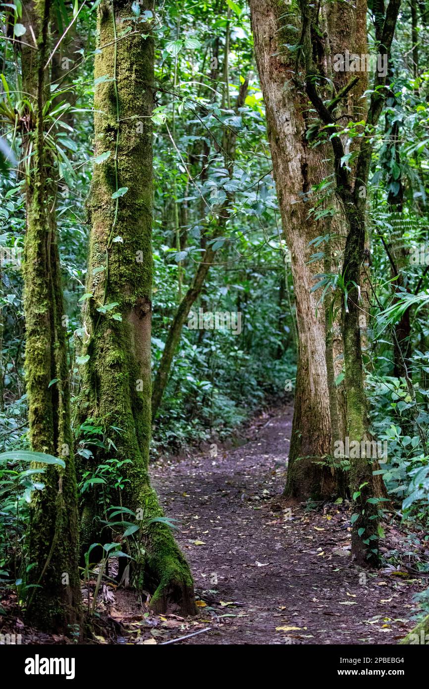 Lush foliage and flowers adorns the neotropical and montane cloud forests of Costa Rica at the Monte Verde Biological Reserve Stock Photo