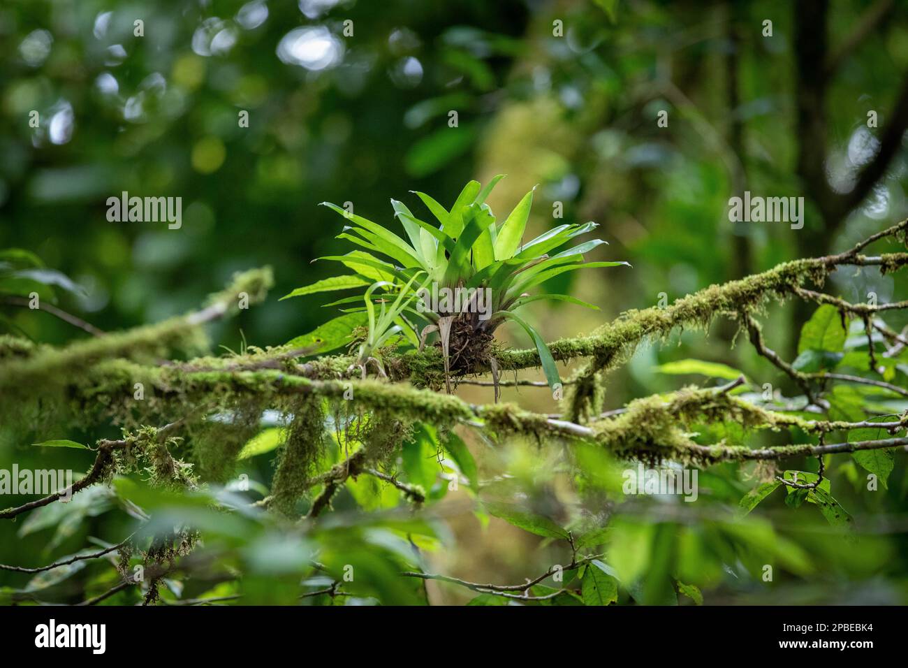 Lush foliage and flowers adorns the neotropical and montane cloud forests of Costa Rica at the Monte Verde Biological Reserve Stock Photo