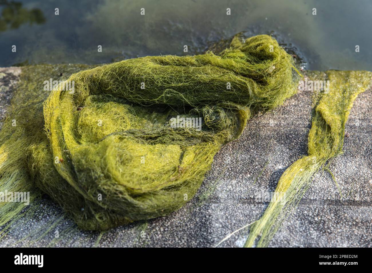 Algues vertes se trouvant dans le bassin du lavoir Stock Photo