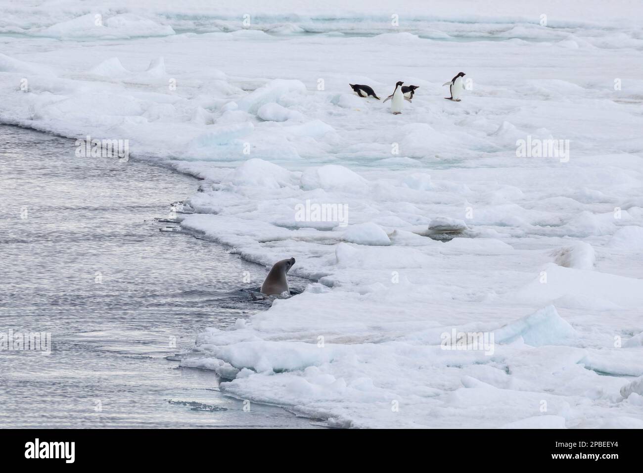 A Weddell Seal hunts for penguins on the ice flow near Snow Hill
