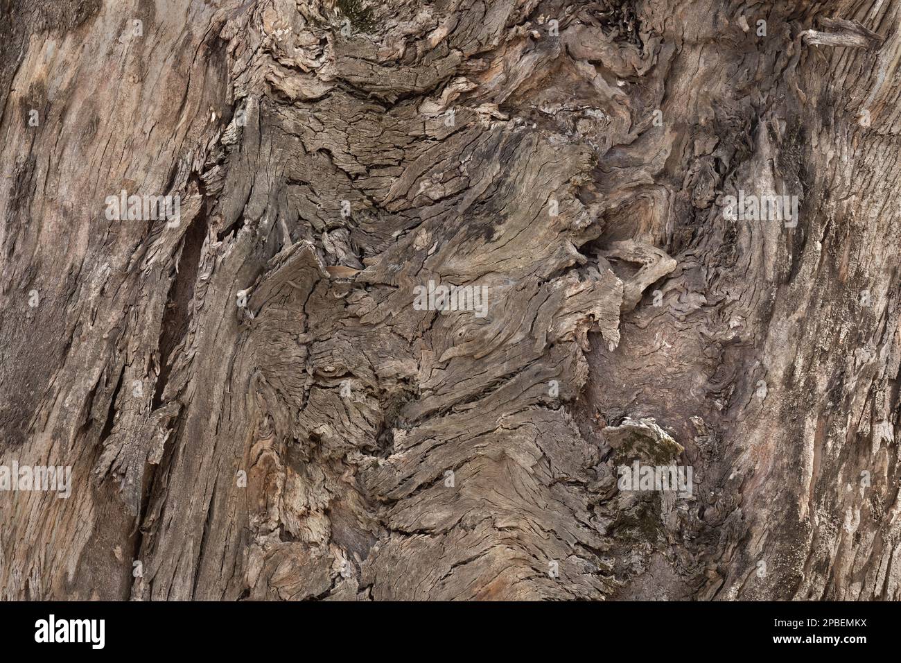 Knotty tree bark for backdrops and background use in advertising