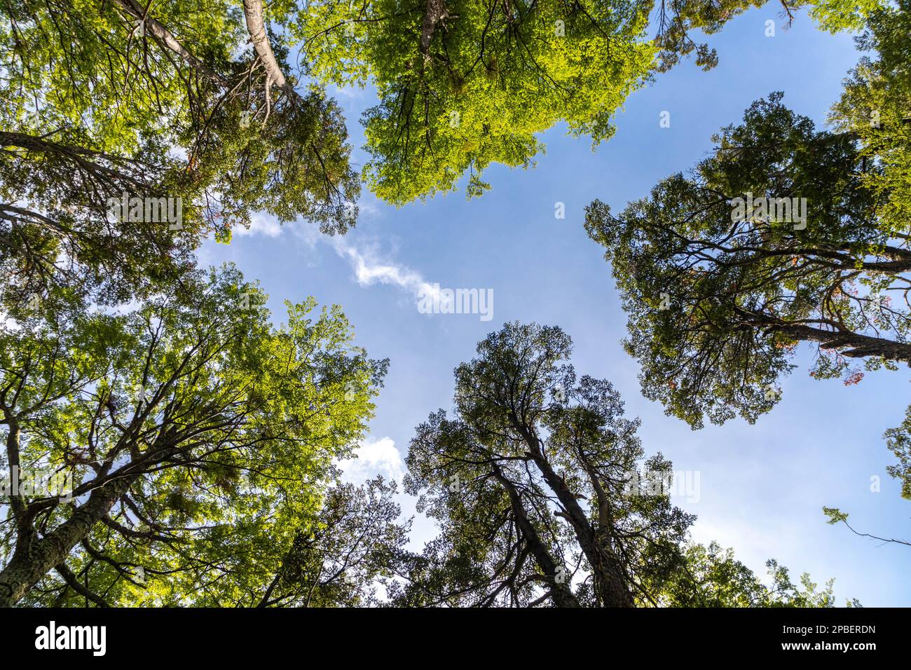 Beautiful tree canopy and open blue sky Stock Photo