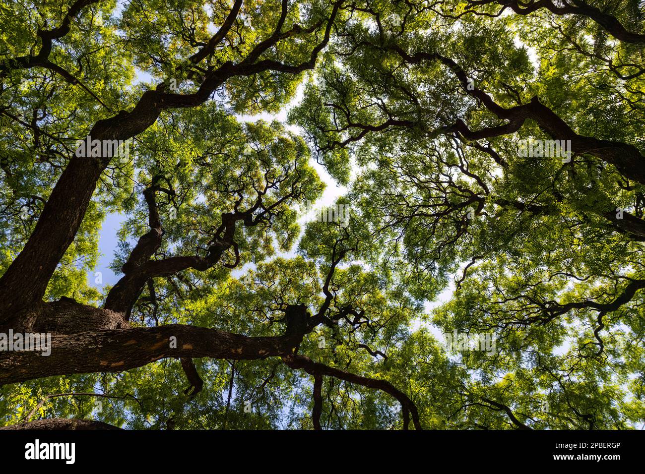 Looking up into the tree canopy in Buenos Aires Argentina Stock Photo ...