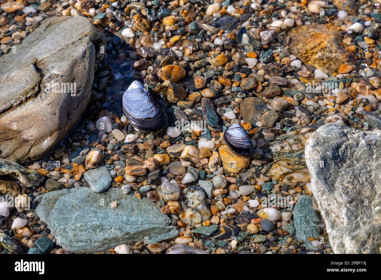 Colorful shells and stones glisten in the light on the Beagle Channel ...