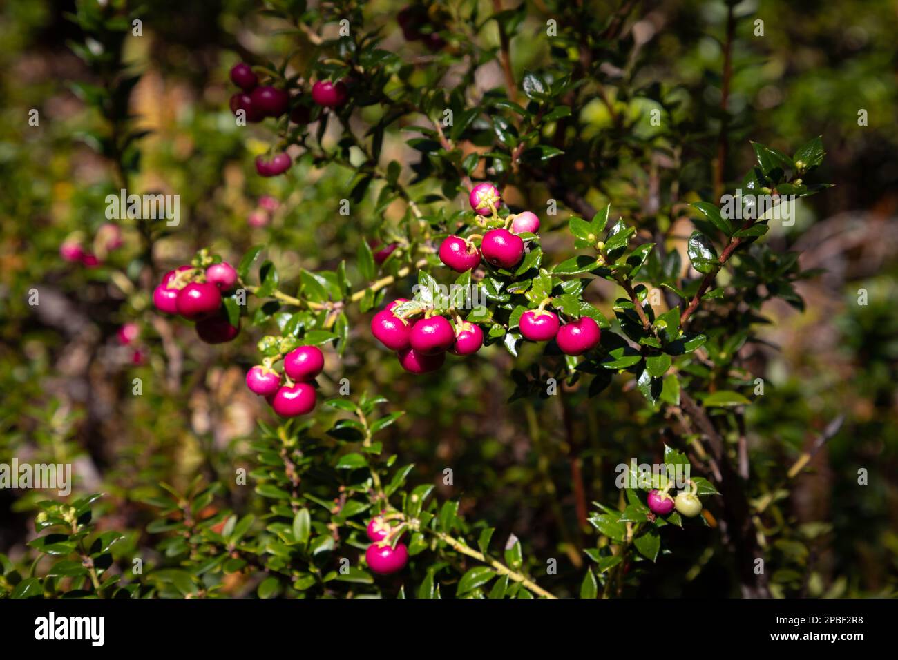 Wild berries emerge in the spring sunlight of Tierra del Fuego National Park in the Andes Mountains of Patagonia near Ushuaia Argentina on the border Stock Photo