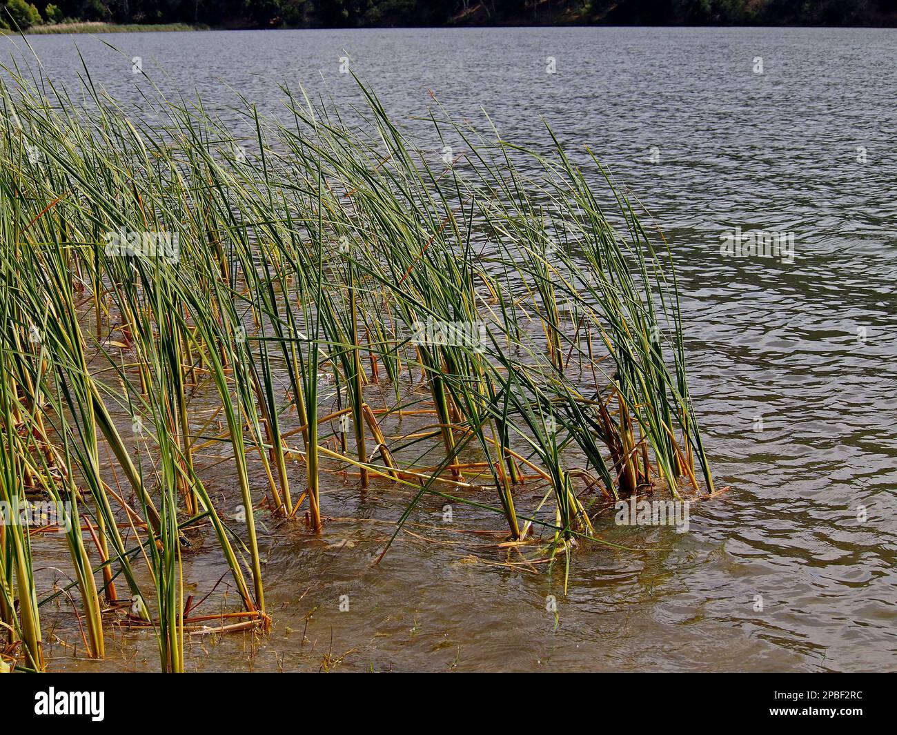 plants in Lake Del Valle Regional Park in Livermore, California Stock ...