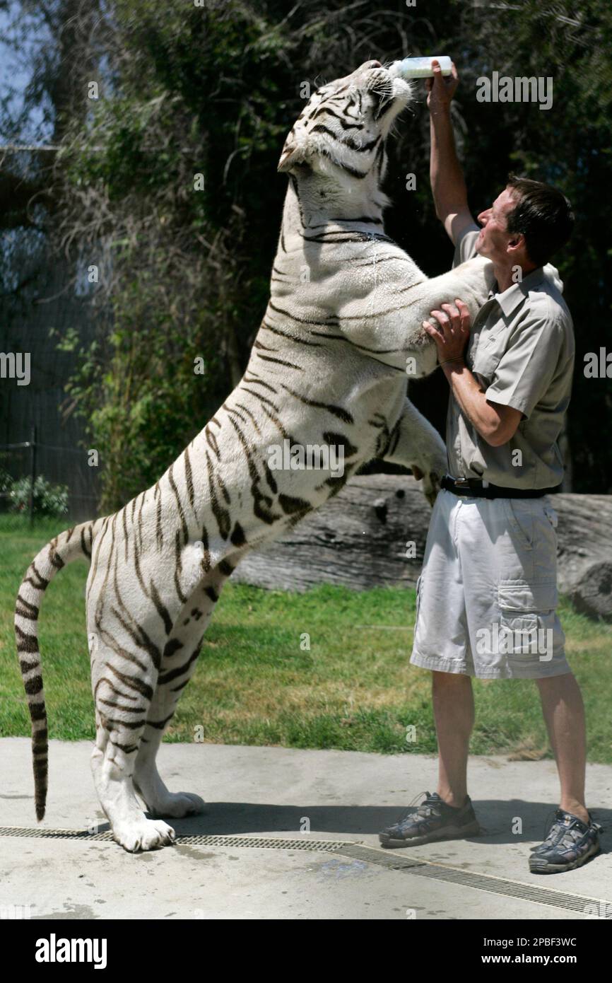 Odin, beloved Six Flags Discovery Kingdom white Bengal tiger, dies