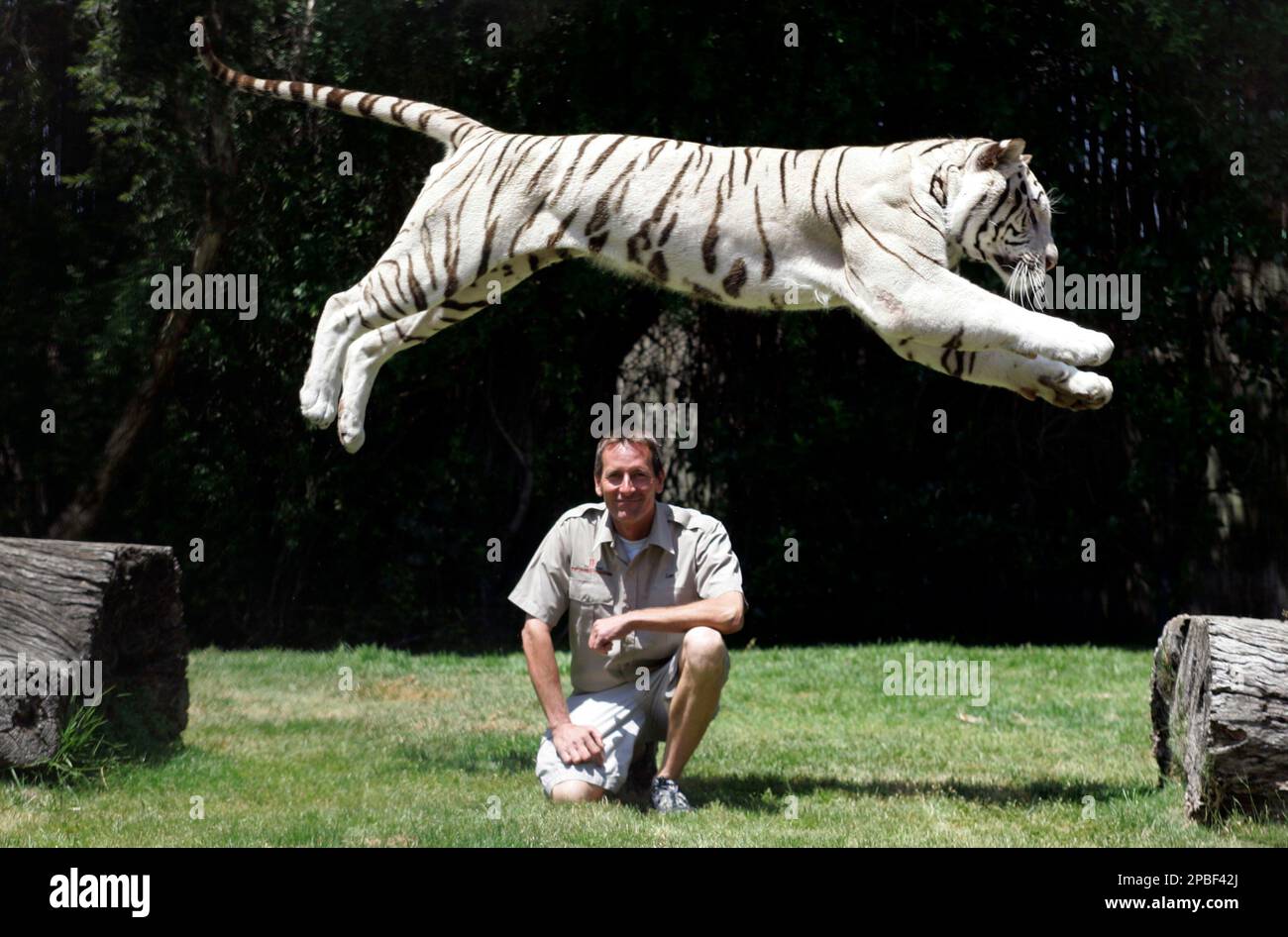 Odin, beloved Six Flags Discovery Kingdom white Bengal tiger, dies – Santa  Cruz Sentinel
