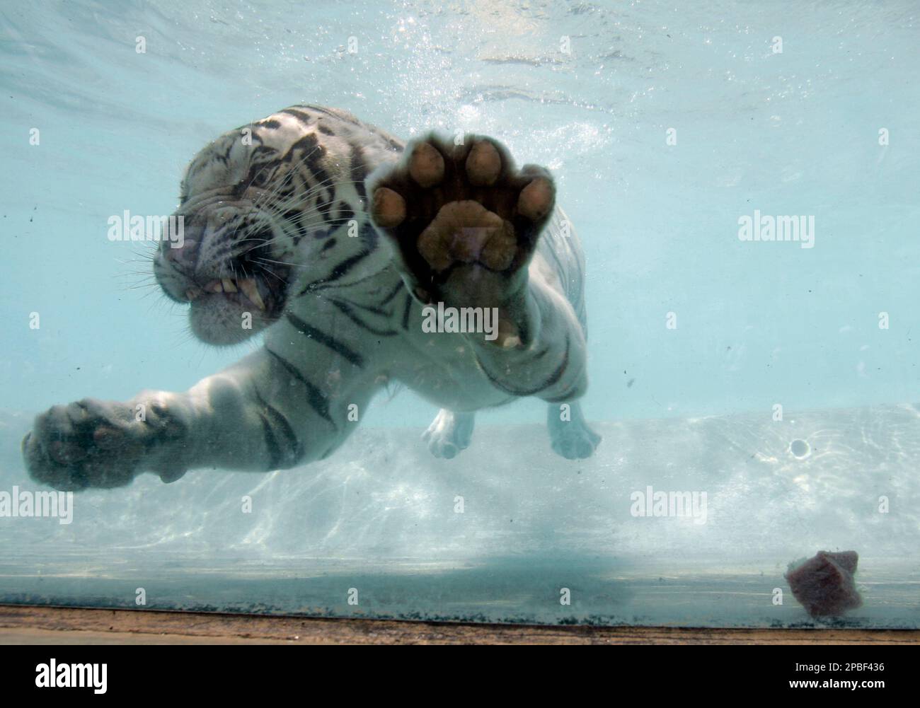 Odin, beloved Six Flags Discovery Kingdom white Bengal tiger, dies