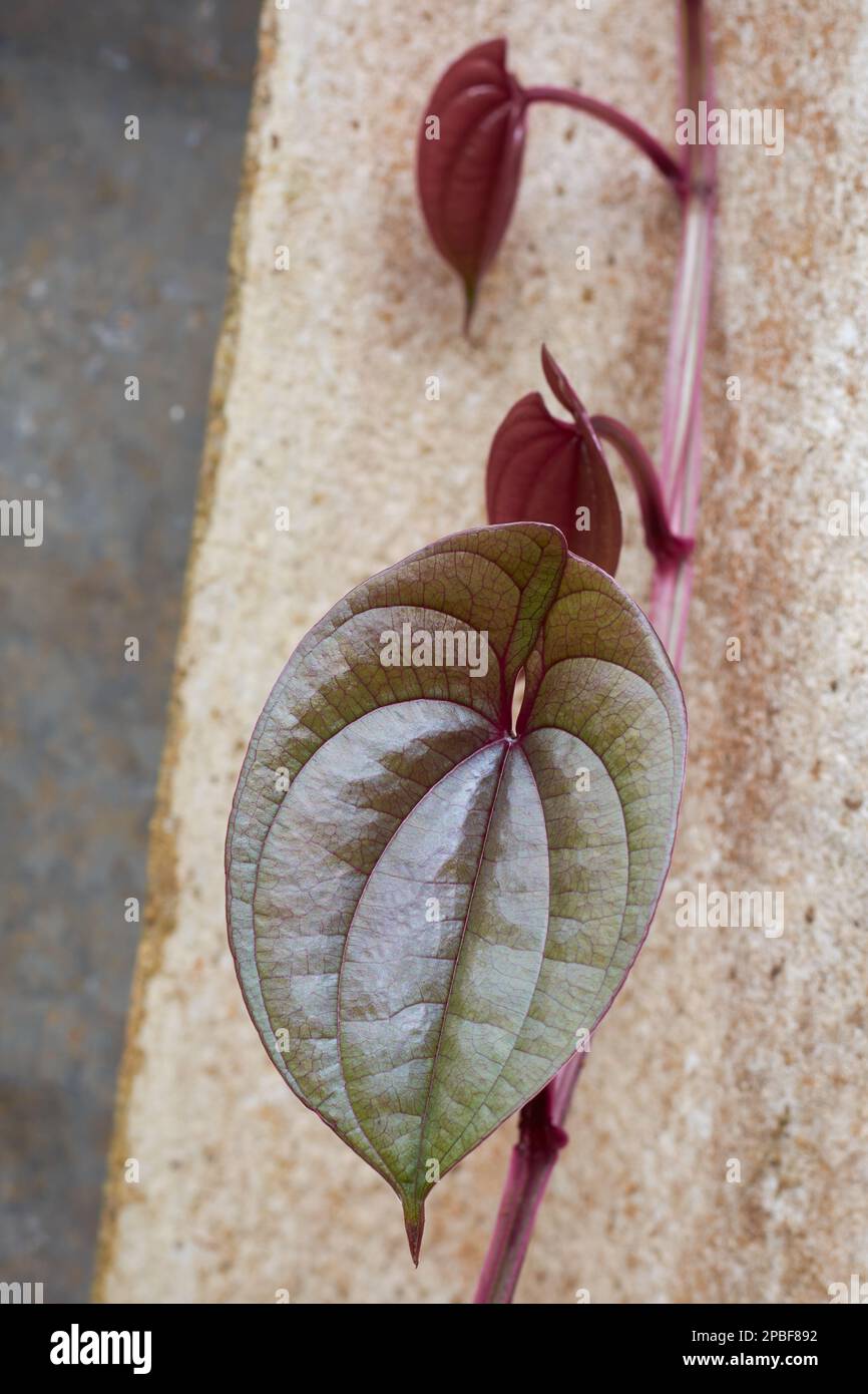 growing purple yam plant vine, dioscorea alata, produce large, purple-fleshed tubers used in cuisine and traditional medicine, close-up Stock Photo