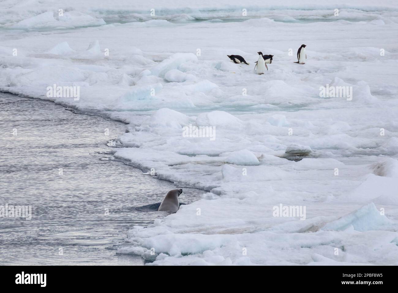 A Wedell Seal hunts for penguins on the ice flow near Snow Hill Island