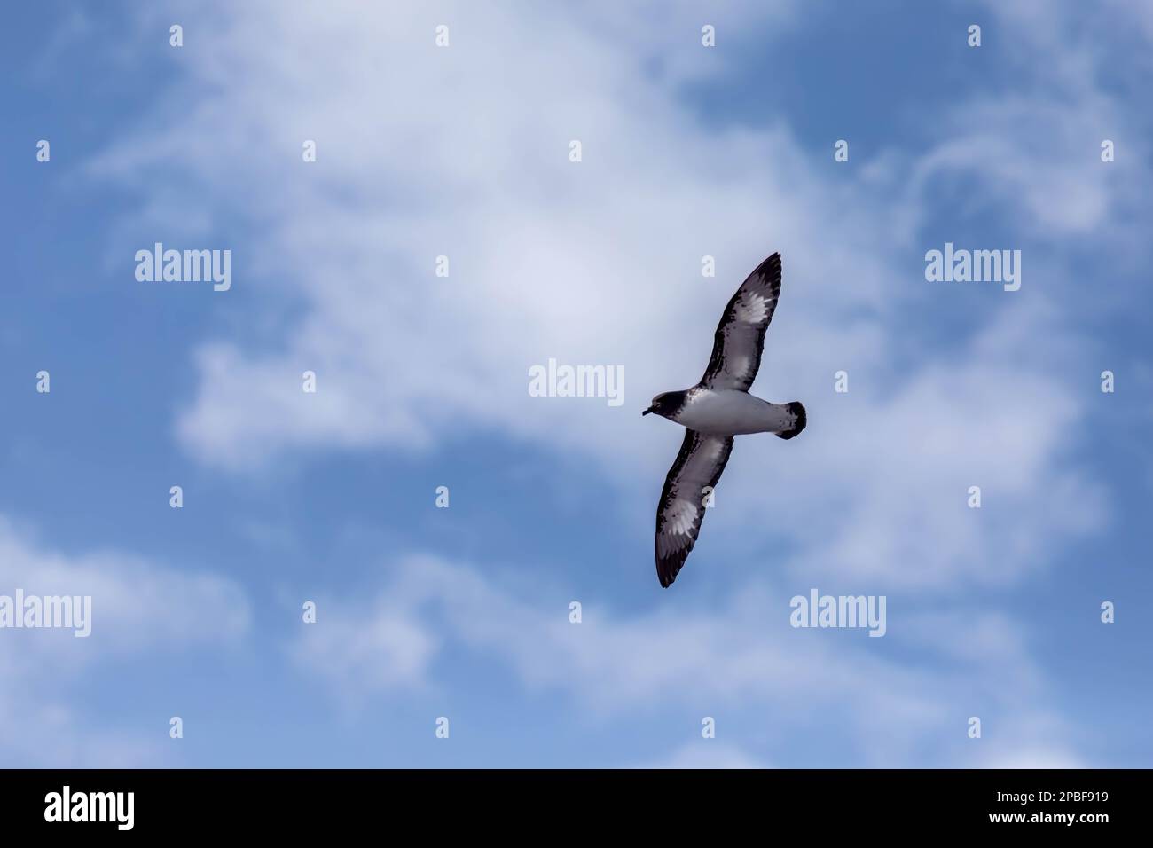 A Cape Petrel flies high above in Antarctica against the beautiful blue sky with clouds Stock Photo