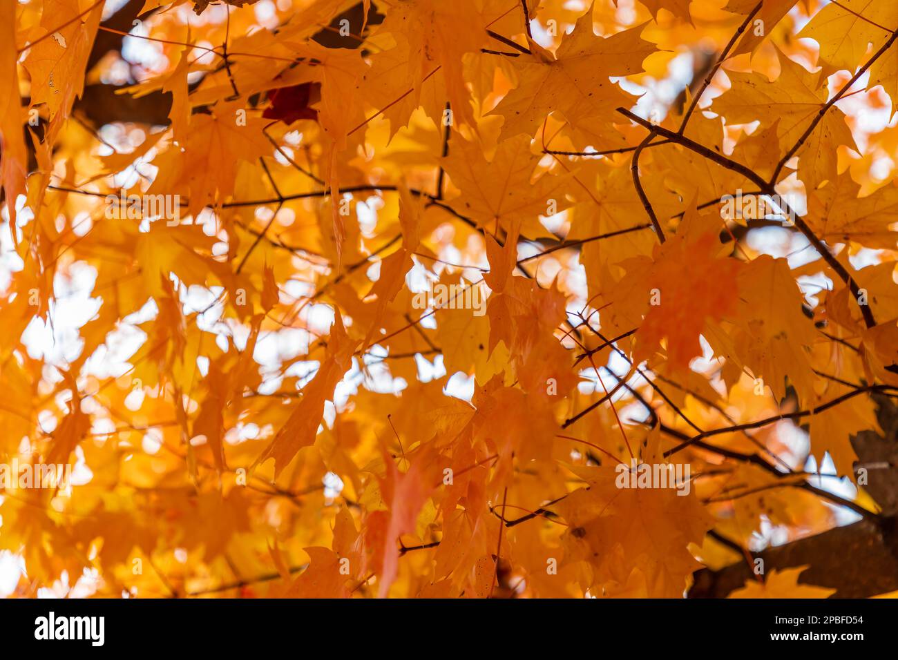 Beautiful vivid maple leaves radiate in color in the fall sunlight Stock Photo