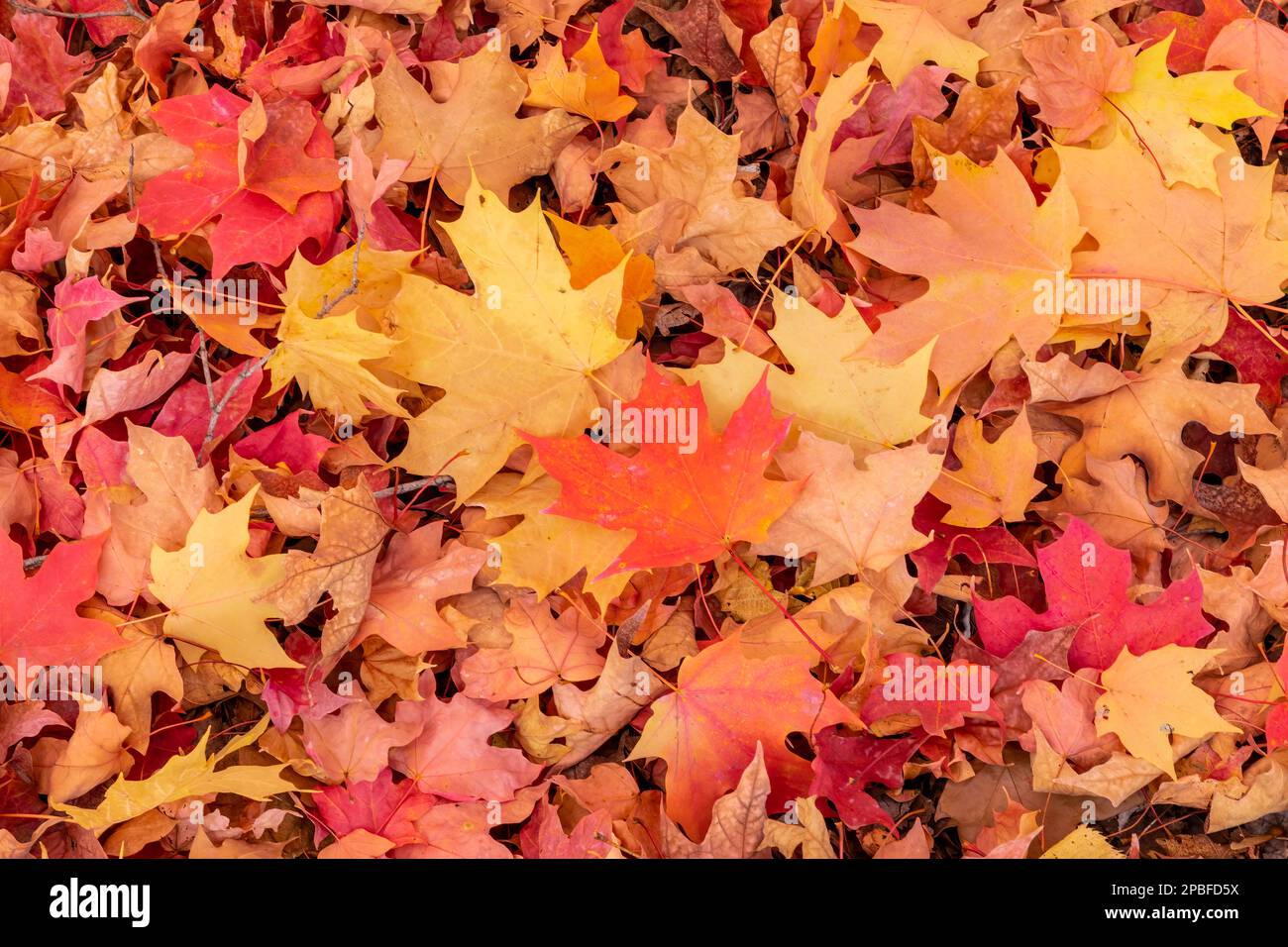 Beautiful autumn leaves radiate in vivd color under a Maple tree Stock Photo