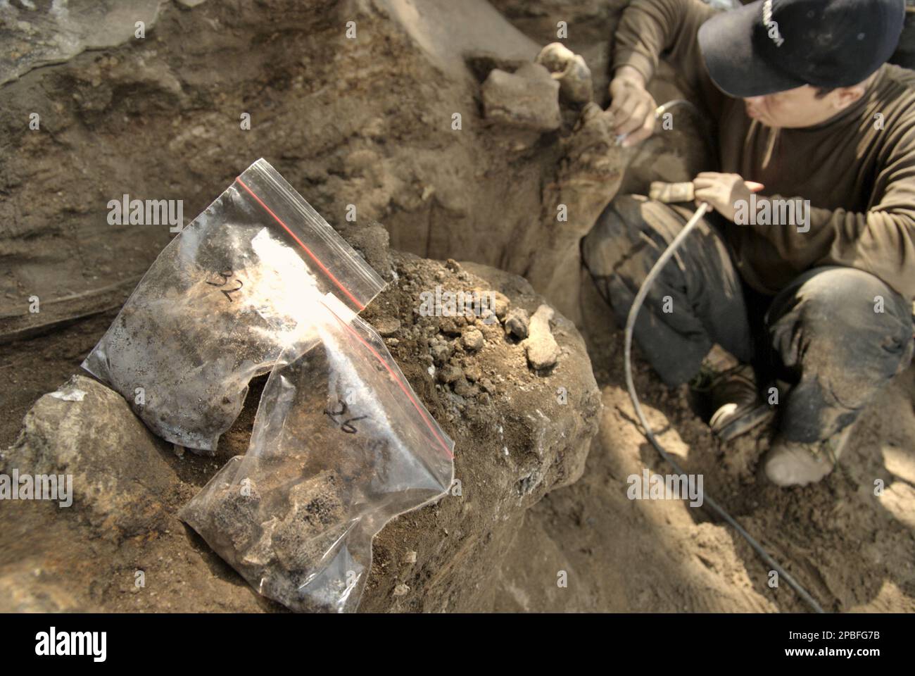 Pieces of bone are placed in plastic bags and marked during the excavation of fossilized bones of an extinct elephant species scientifically identified as Elephas hysudrindicus, or popularly called 'Blora elephant', in Sunggun, Mendalem, Kradenan, Blora, Central Java, Indonesia. The team of scientists from Vertebrate Research (Geological Agency, Indonesian Ministry of Energy and Mineral Resources) led by paleontologists Iwan Kurniawan and Fachroel Aziz discovered the species' bones almost entirely (around 90 percent complete) that later would allow them to build a scientific reconstruction,... Stock Photo