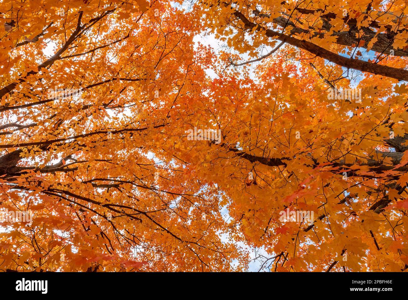 Intense Fall Color Overhead in Orange Maple Leaf Tree Stock Photo - Alamy